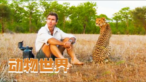 豆瓣9.6纪录片，野外实拍幼豹成长，硬刚狮子犀牛，每天直面死亡