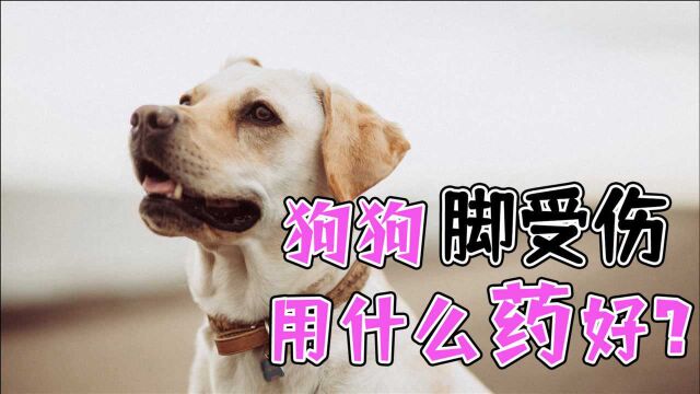 狗狗脚受伤用什么药好?