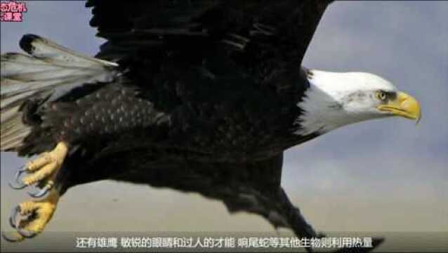 生态危机5群落生态学捕食者(上)