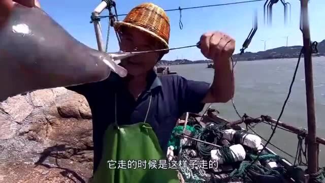 赶海大叔出海网鱼,收获了两条虎鱼,卖了400块发财了