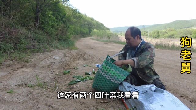 东北野菜遍地都是,俩人一小时采一袋子,看看这四叶菜柳蒿芽咋样