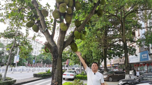 国门东兴大街上诱人的观赏树,菠萝蜜随便摘,一棵树上几十个