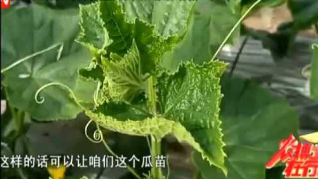 黄瓜苗期叶片“抱着长” 原来是寒害