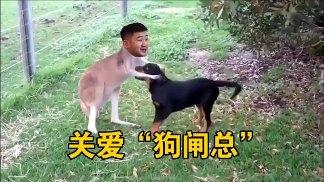 茄子:关爱狗 闸 总