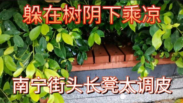 太调皮!南宁大学路有张公共座椅与市民“捉迷藏”,你没有见过吧