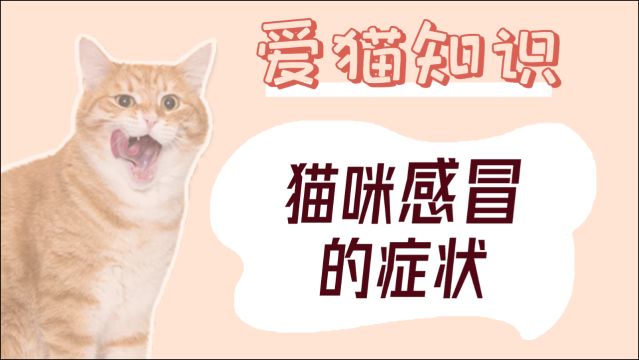 猫咪感冒的症状