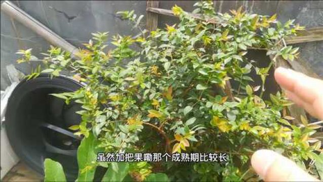 别养花了?5种果树花盆养,不用理,吃不完