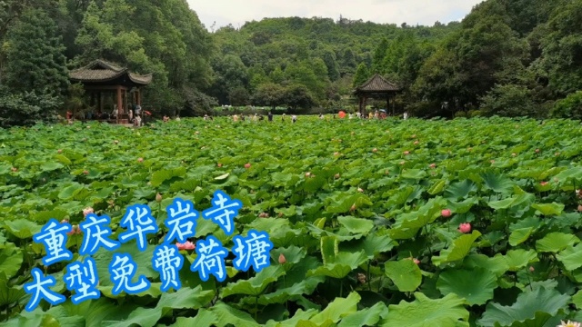 重庆市区最大荷花池华岩寺七步荷塘,夏季免费赏荷网红打卡地