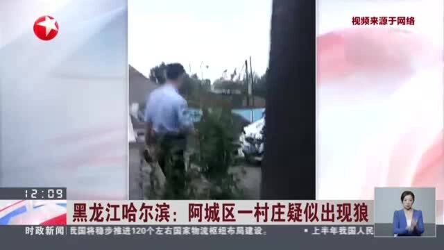 黑龙江哈尔滨:阿城区一村庄疑似出现狼