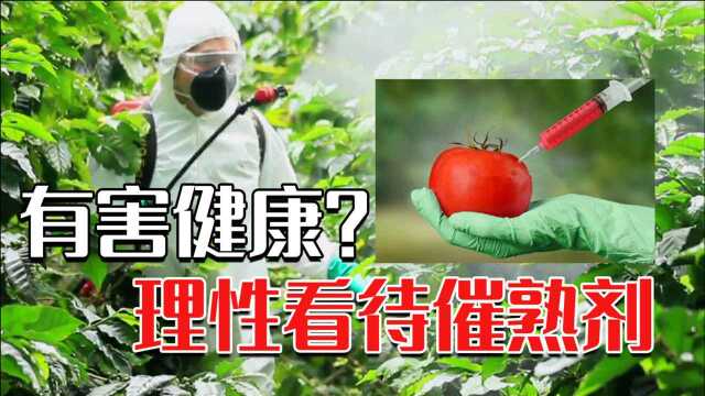 催熟剂必不可少了吗?经过催熟的番茄,对人身体有多大影响?