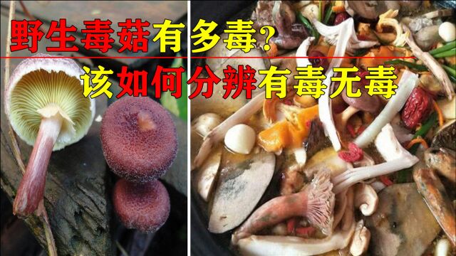 野生毒菌毒素有多强?云南大妈中毒后出现幻觉,就医时竟神志不清