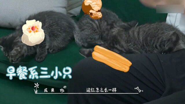 成果取名六小只撞名早餐六件套,外加饭饭猫妈