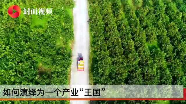 百城行|年产量占全国60% 资中血橙是怎样“火出圈”的?