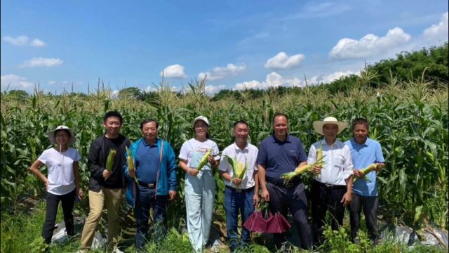 “夏播耐热甜玉米推广”小分队正式走进惠州博罗