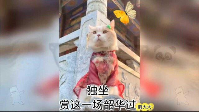 搞笑萌宠:古风猫,猫咪的诗情画意#看点喜剧人