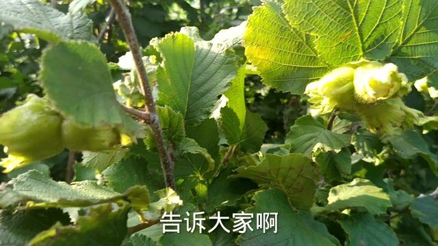 东北农村院子里的果园,苹果李子个真大,榛子长在树上是这样