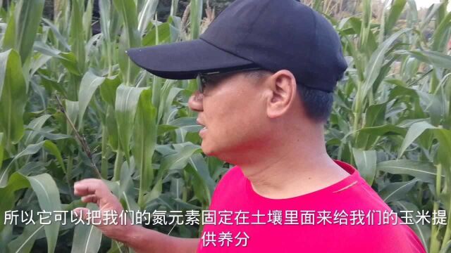 农作物相互套种,可以提高土地利用率获得增产,什么作物可以套种