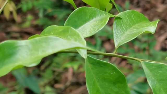 这种植物叶子很漂亮,它叫亮叶猴耳环!是一种野生中草药材,来简单认识一下吧