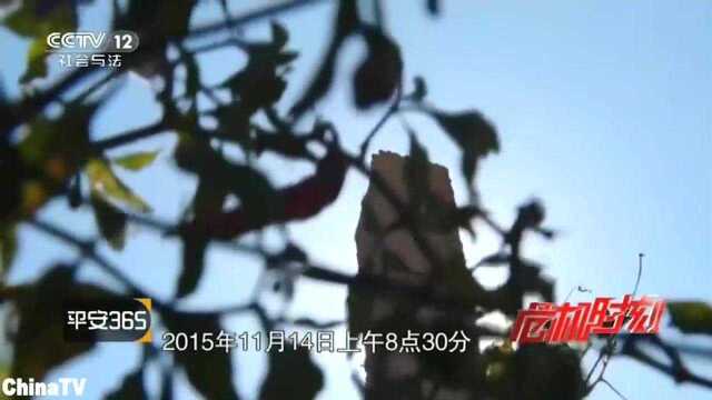 命悬高压电线塔高压电线上惊现一名男子不知是死是活