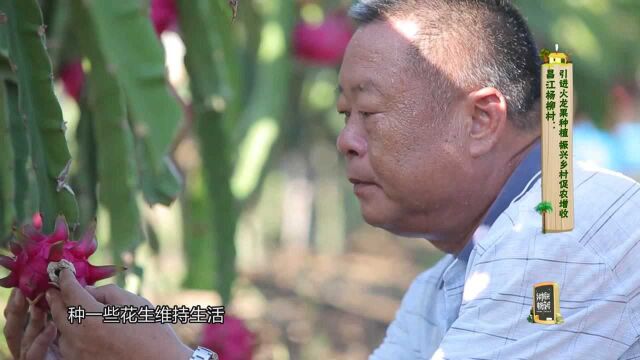 昌江杨柳村:引进火龙果种植 振兴乡村促农增收