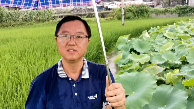 雨中赏荷:看雨滴落荷叶,赏雨中荷花傲骨,悟荷莲精神