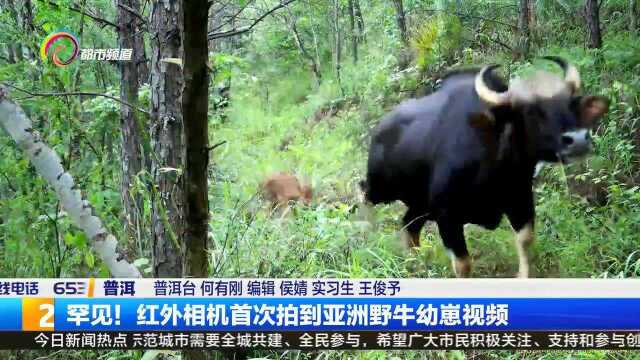 罕见!红外相机首次拍到亚洲野牛幼崽视频