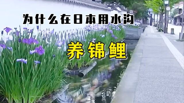 为什么在日本用水沟养锦鲤? #知识ˆ’知识抢先知#