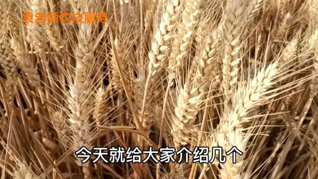 这五个小麦品种,每年种植面积都在500万亩,适宜大部分地方种植