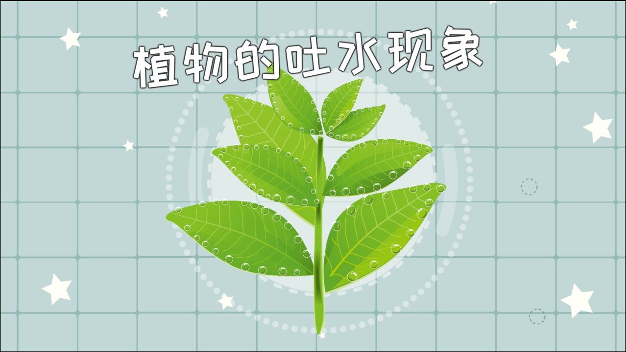 植物的吐水现象是怎么回事