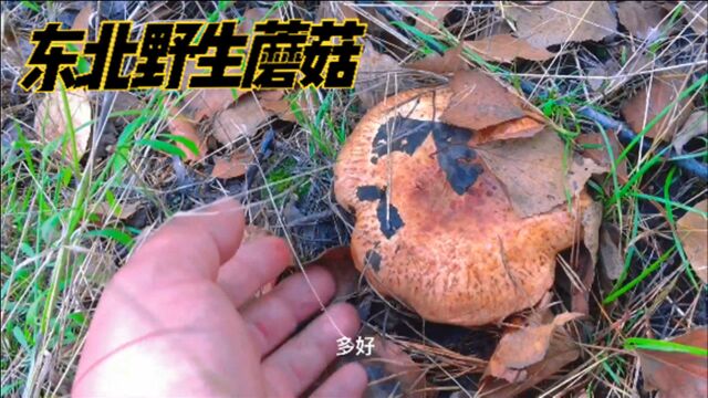 东北的蘑菇已经大面积生长了,今天上山遇到了一片,采了好多