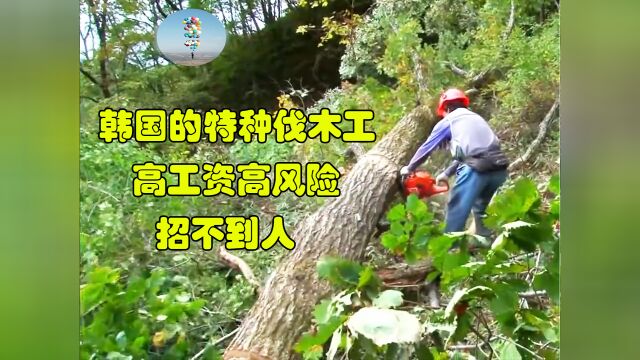 10小时工作制,每天一人要砍20吨木头,工资是公务员的好几倍