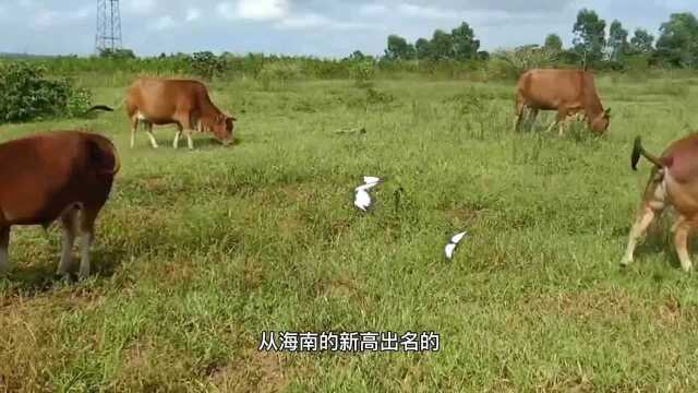 这就是有名的海南本地小黄牛,天然的