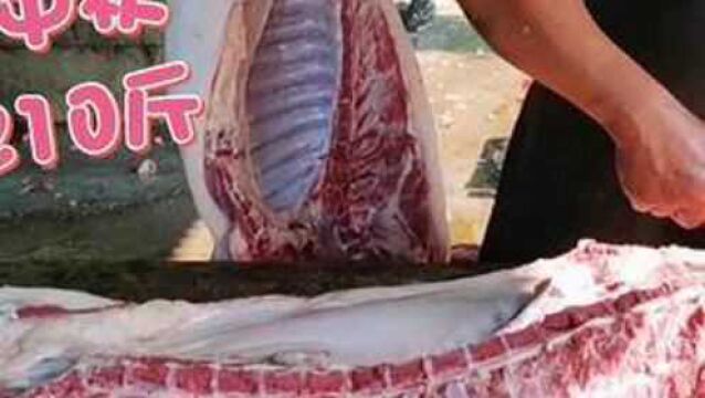 老板大气,找小仙买一头跑山猪肉,散养一年才210斤,这肉质完美