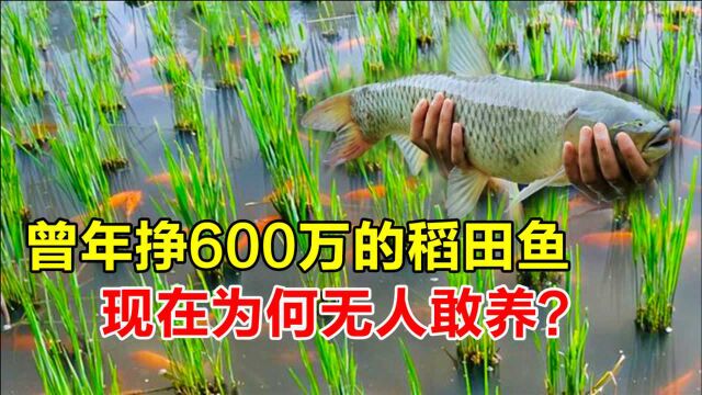 年挣600万的稻田养鱼,为何却销声匿迹了?5分钟了解真相