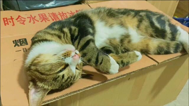 猫咪睡觉姿势大赏!