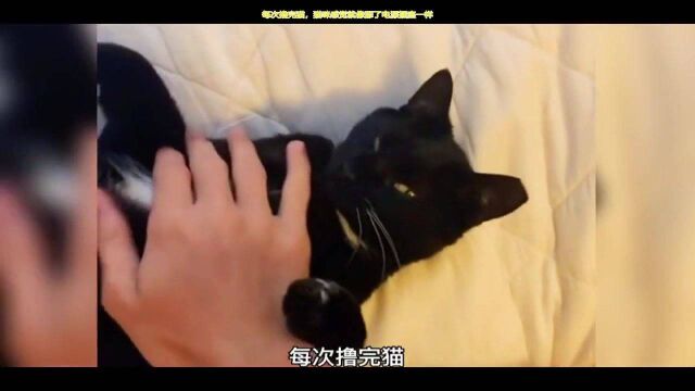 每次撸完猫,猫咪都像舔了电源插座一样