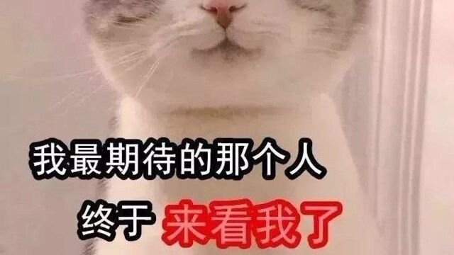 一个大笨鸟