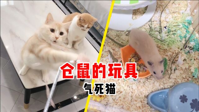 仓鼠新玩具“气死猫”,真是实至名归