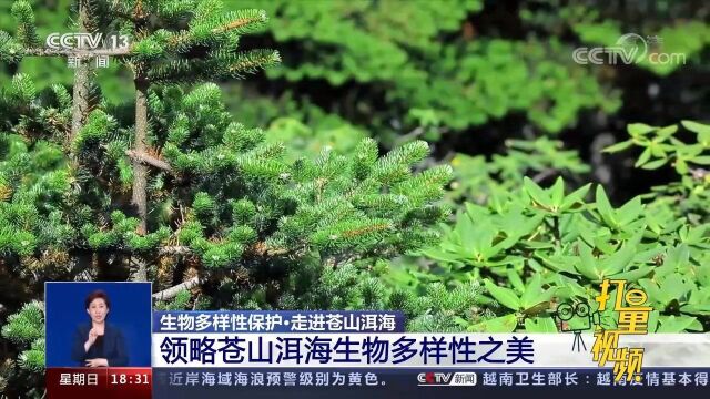 动植物资源的宝库!走进苍山洱海,领略生物多样性之美