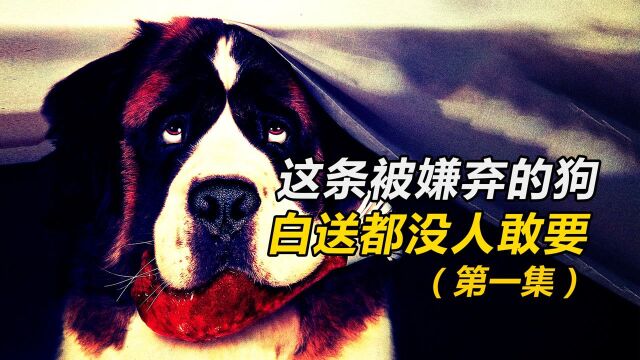 这条被嫌弃的狗狗,白送都没人敢要!《无敌当家》第1集.