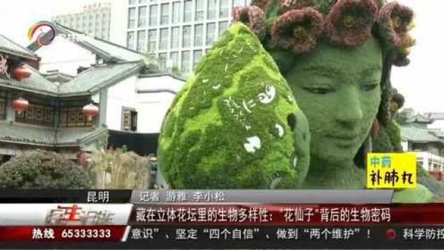 藏在立体花坛里的生物多样性:“花仙子”背后的生物密码