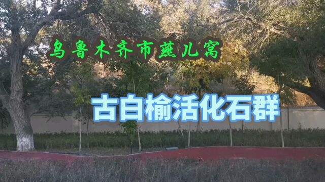 乌鲁木齐市燕儿窝,古白榆活化石群