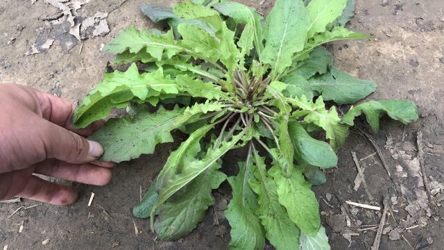 还阳草是一种珍贵的野菜,人称“还魂草”,看看都有啥好处?