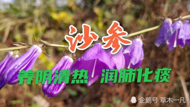 山坡上发现不少的紫色小花,竟然是一种非常常用的中草药沙参