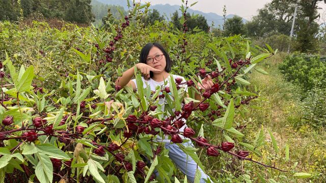 奶奶的孙子从广东带回100棵洛神花种子,半年后挂果量惊人,高兴坏了