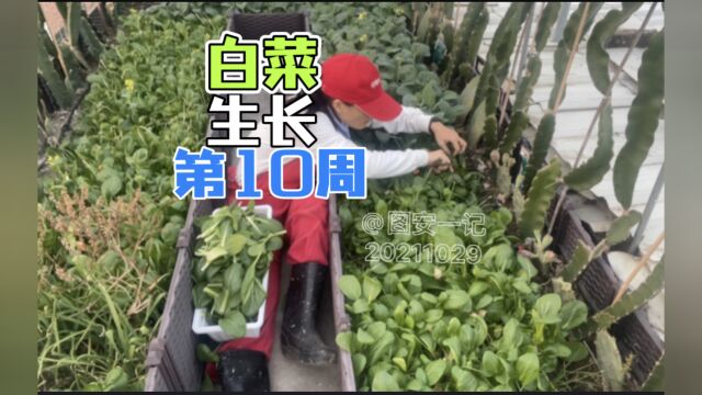 【图安一记】楼梯顶白菜播种第10周 满满的收获