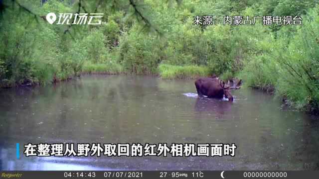 珍贵画面!看国家一级保护动物驼鹿水中觅食