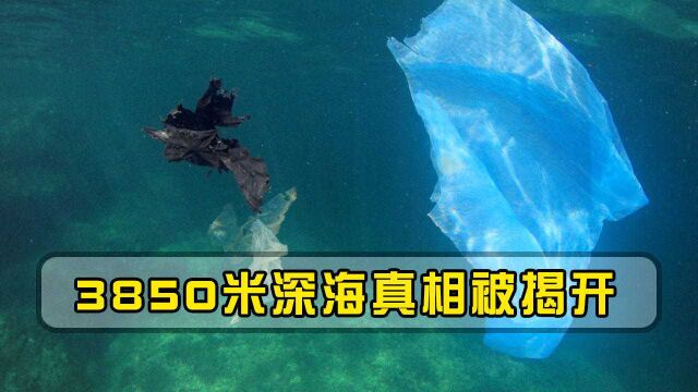 真面目被我国揭开,3850米深海传回一张照片,给世界各国敲响警钟