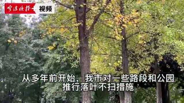 宁波的“秋”在这里!有一种美叫“落叶不扫”,这份诗意你体会到了吗