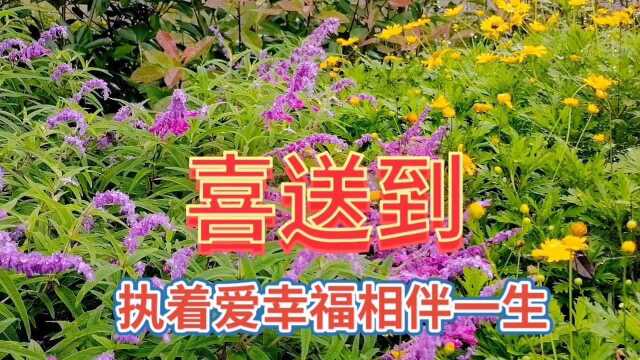 美丽动人的鲜花美景观赏,欣赏漂亮的鲜花,心情美美哒!